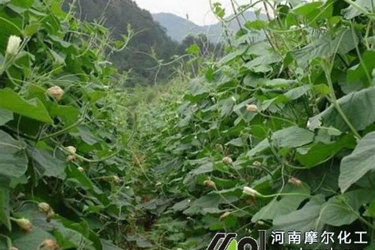 盆栽葫芦种植方法？