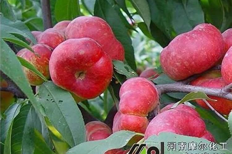 想要种出富硒蔬菜,用什么富硒肥效果好？