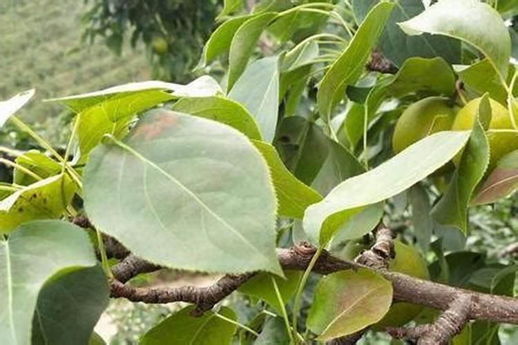 梨树花期可以打芸苔素和硼肥吗