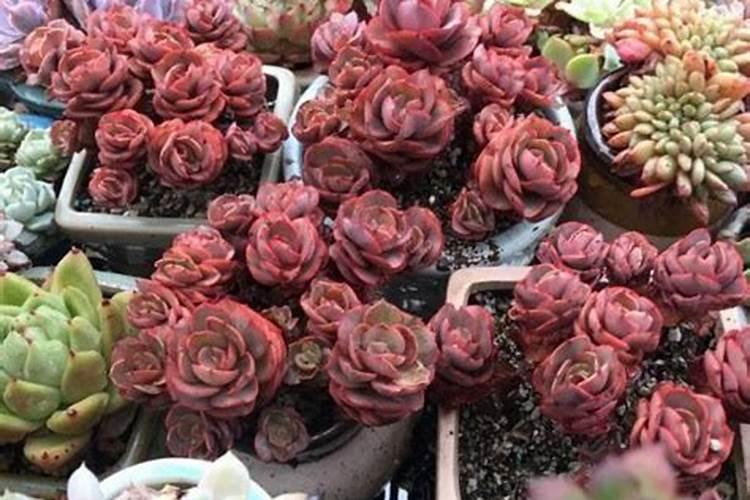 凤仙花浇什么肥料合适