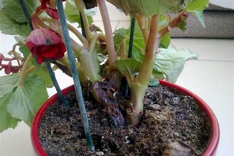 大量元素水溶肥使用方法有哪些