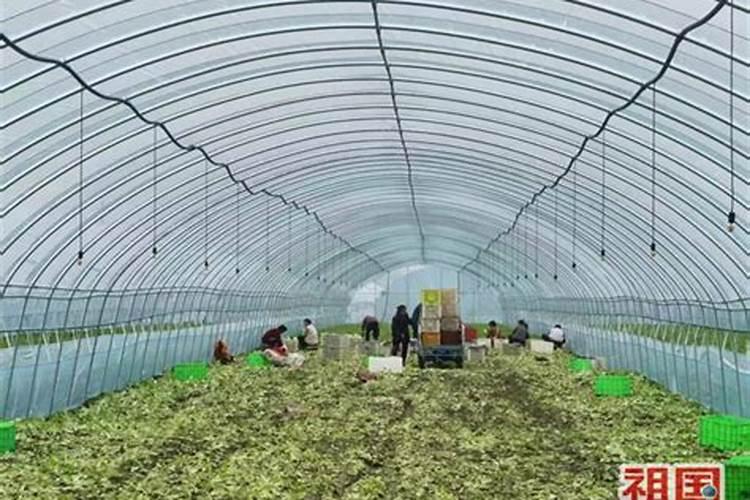 河南大棚种植基地主要是在哪里？有哪位晓得？