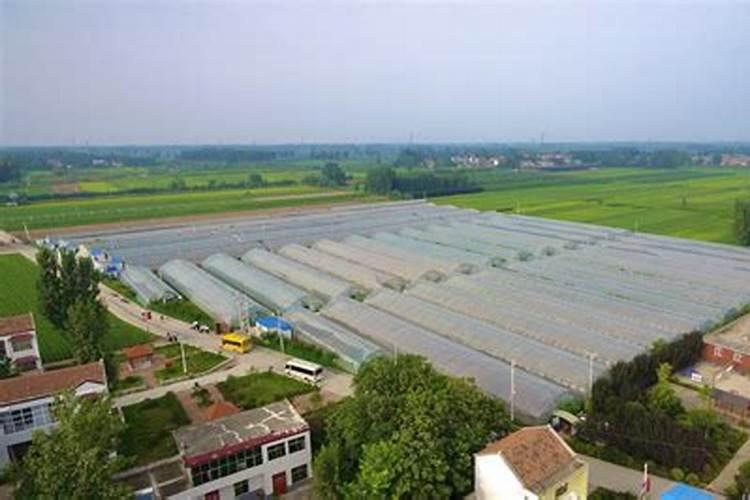 我想在河南建一个无公害大棚大概需要多少钱？