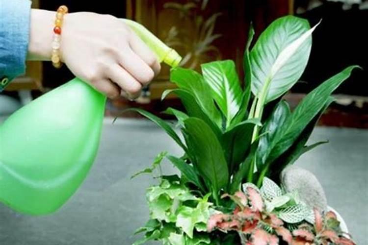我养了一盆圆叶椒草上肥料多了叶子都脱落了怎么抢救？