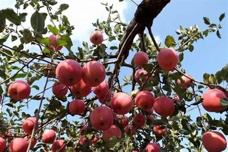 果树上什么肥料最好 果树专用肥有哪几种