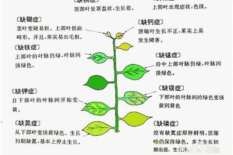 板栗树用什么肥料最好