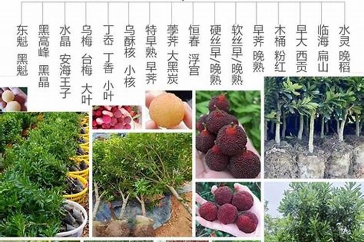 嫁接的枝条要不要用水泡嫁接枝条用什么药水泡成活率高