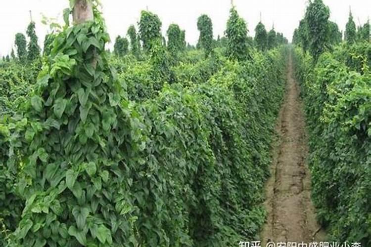 种植山药要使用什么肥
