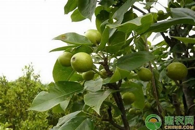 种菜用什么有机肥料最好