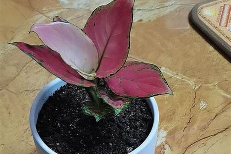 一盆花放几粒复合肥视频,放复合肥后多久能浇水