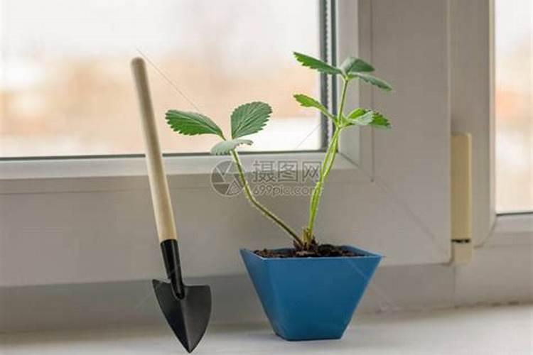 一盆花放几粒复合肥需要稀释吗  放复合肥后多久能浇水