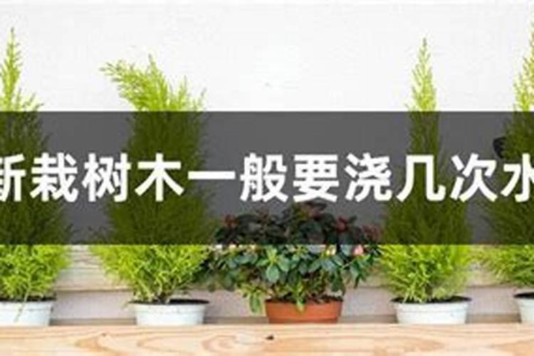 6月份栽树,发芽了,可以下肥么？