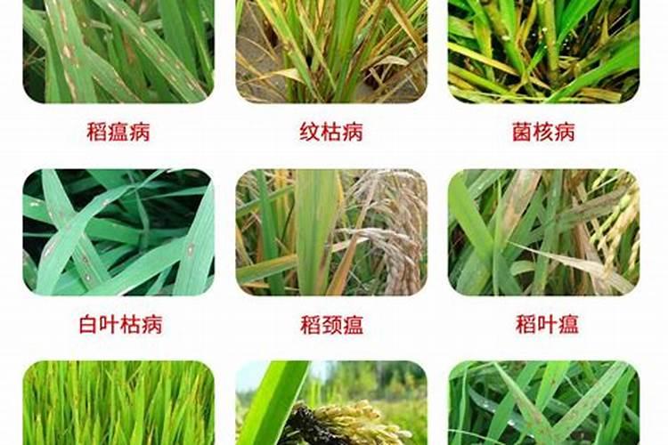 小罗非多的鱼塘怎么钓其他鱼