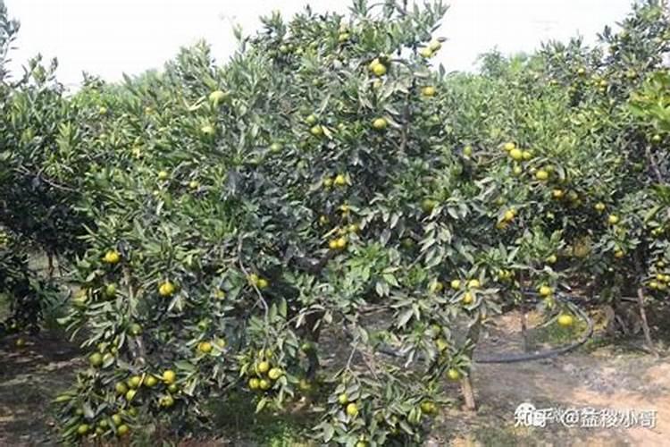 栀子花用什么肥料最好