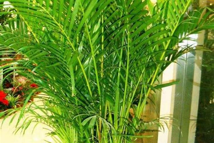安基酸水溶肥十芸苔素十磷酸二氢钾可以一起灌根用吗？芸苔素十复合肥十...