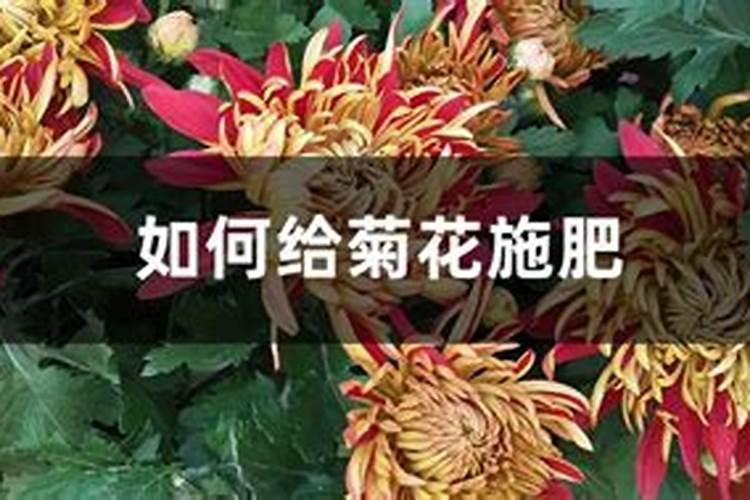 菊花如何施肥