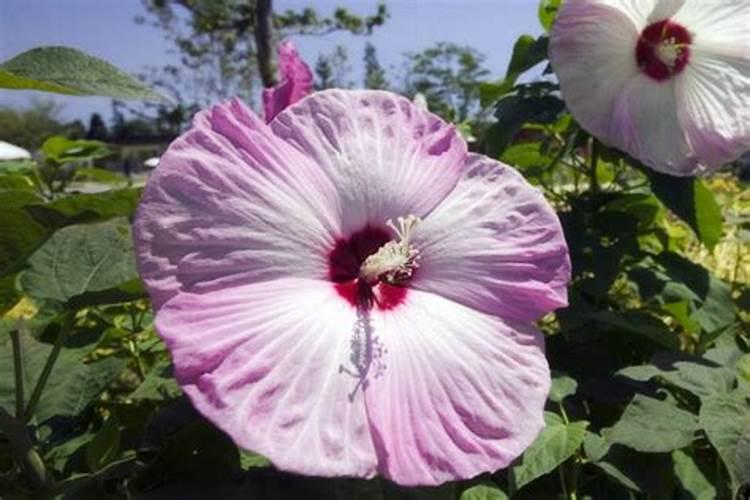 芙蓉花花期可以施肥吗 有哪些注意事项
