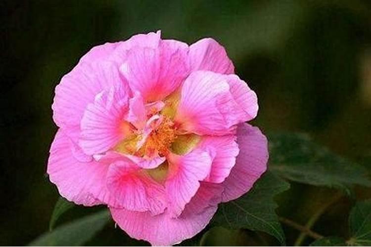 芙蓉花花期可以施肥吗