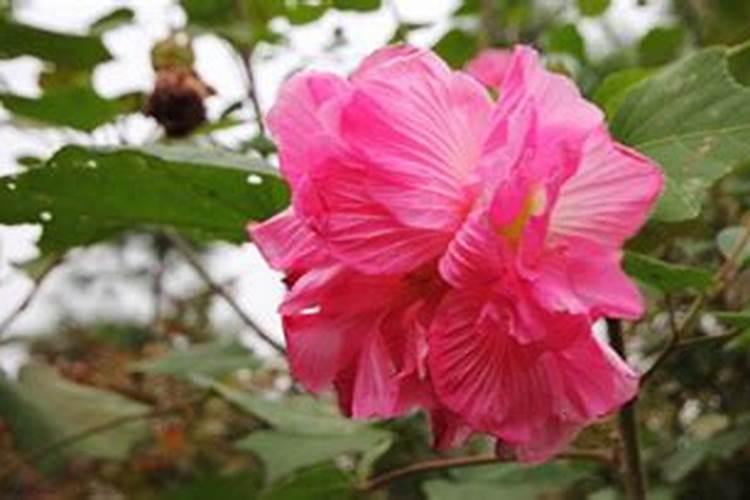 芙蓉花花期可以施肥吗 怎么施肥