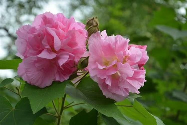 芙蓉花开花期的时候用什么肥好 芙蓉花怎么养才开得旺盛