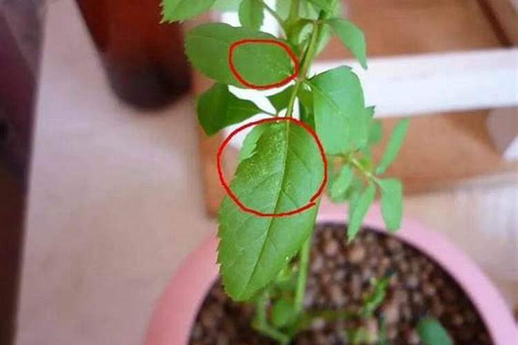 小麦硼肥的最佳使用时期