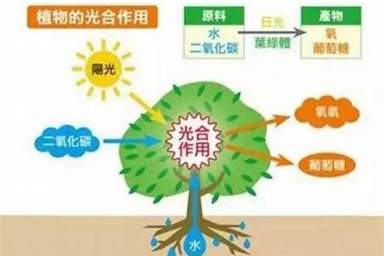 果树叶面肥有哪些