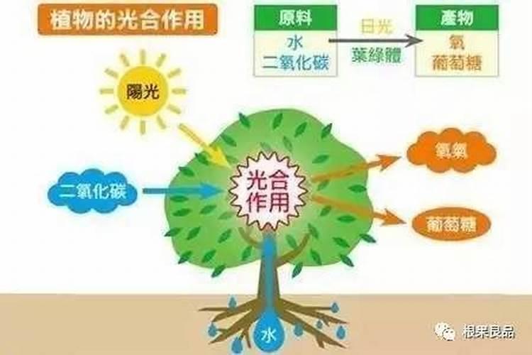 果树适用的叶面肥配方是怎样构成的