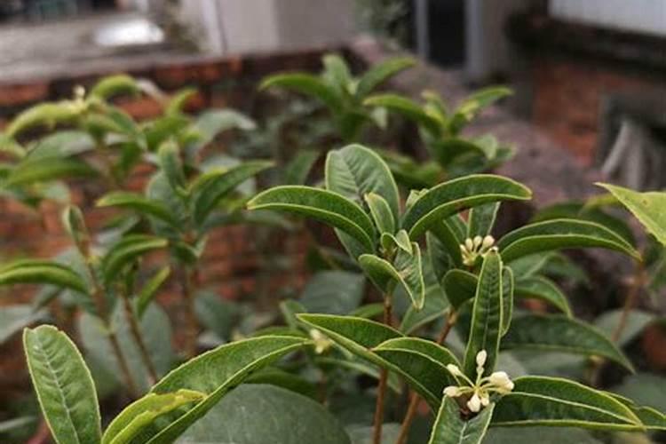 桂花能多久浇一次尿素 桂花需要隔多久浇一次尿素？