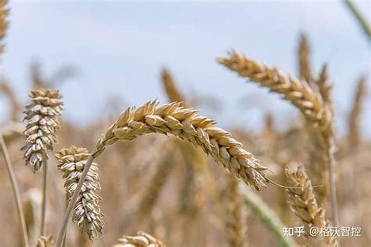 氯化胆碱和芸苔素内酯可以混合使用叶面肥使用吗？