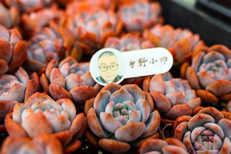 多肉观音莲怎样养让它快速的爆出小芽
