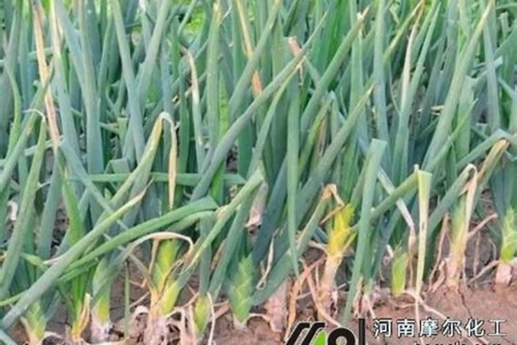 尿素溶解在水里在浇地可以吗