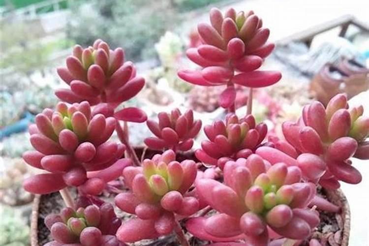 多肉的肥料有哪些