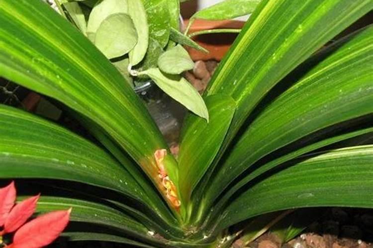 德米特里 middot 雷波诺列夫的介绍