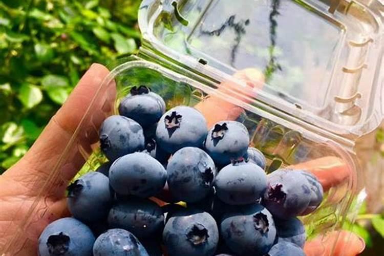 蓝莓专用肥料哪个牌子好