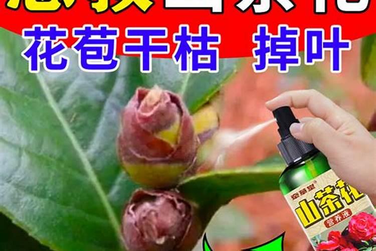 山茶花养殖的施肥方法