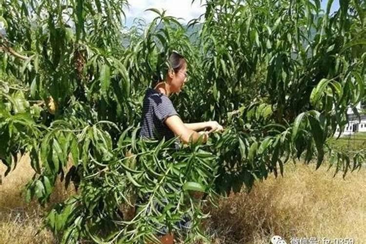 大棚油桃膨大期需要冲施什么化肥