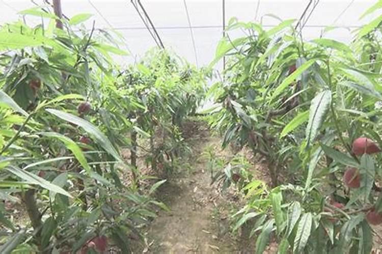 大棚油桃喜欢什么元素？