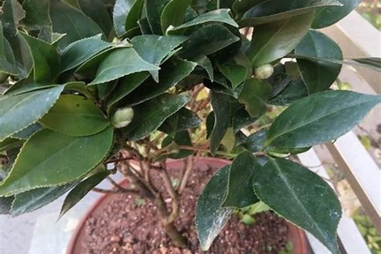 盆栽山茶花怎么养(盆栽山茶花怎么养护和管理)