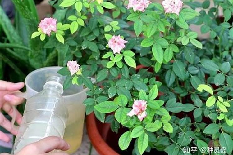 月季能用复合肥吗