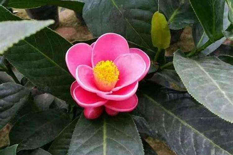 受精后如何保持花朵饱满？