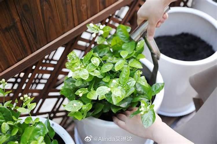 夏天茉莉花的养殖方法和注意事项