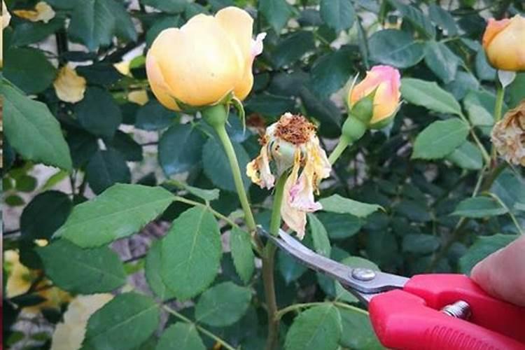月季花后如何修剪施肥
