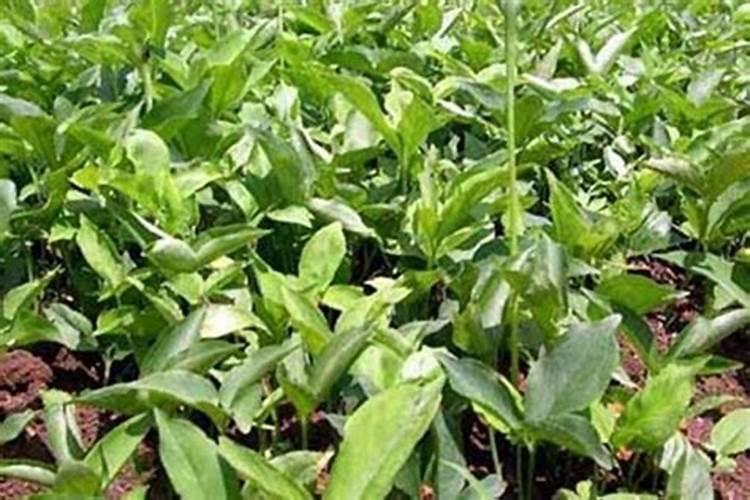 黄豆对底肥的要求和合适用量是多少