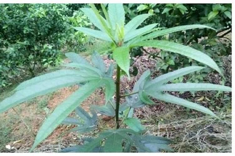 果树钙肥什么时候施用效果好 果树施用钙肥好处