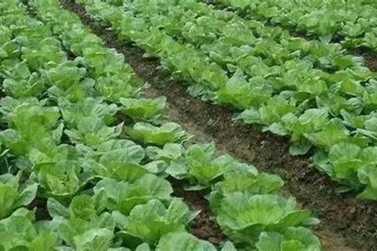 白菜需要哪些肥料？