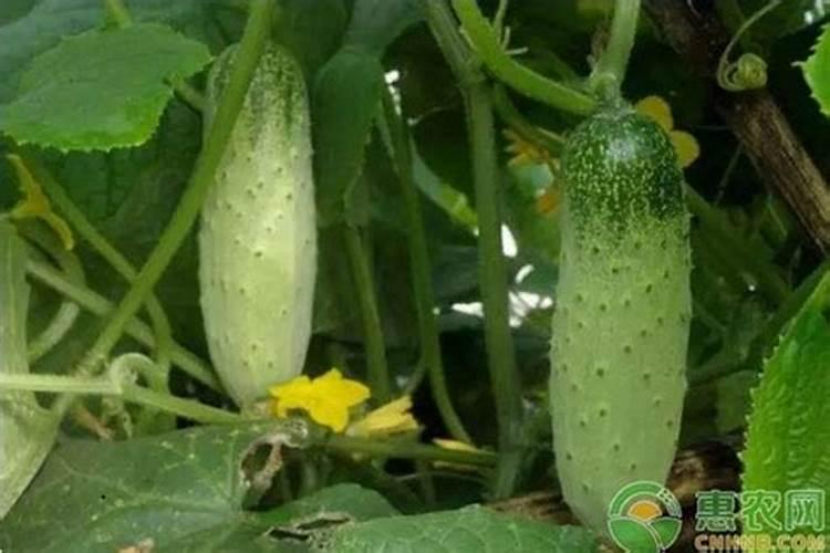 硝酸铵钙可以冲施黄瓜吗
