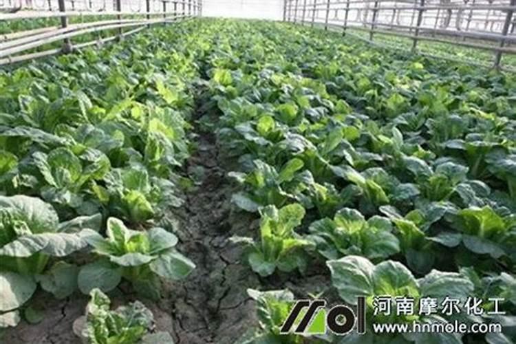 提供优质的林科院独家配方的桉树肥桉树专用肥!