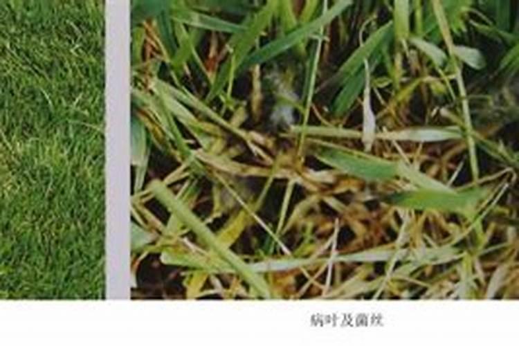 剪股颖草坪病虫害
