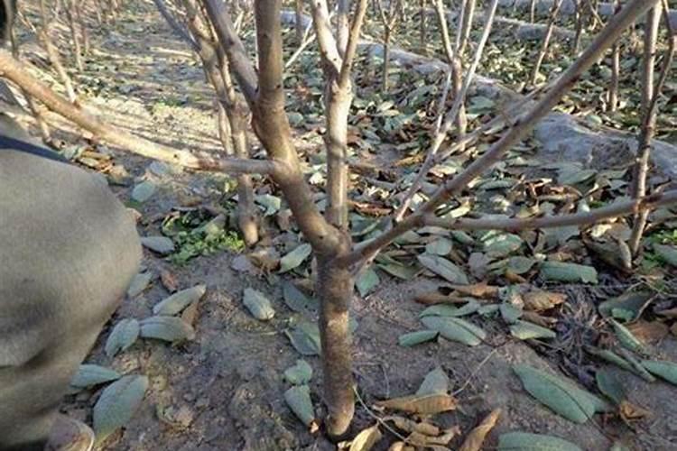 什么是腐植酸肥料