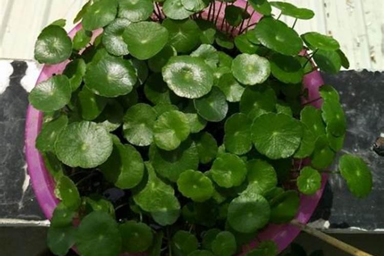 什么植物多施钾肥